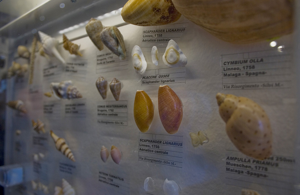 hotel sul mare silvi